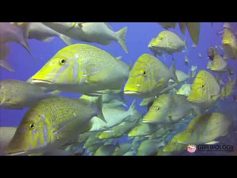 Poo Feeding by GBR Biology