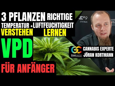 Cannabis Anbauen richtige Temperatur Luftfeuchtigkeit VPD in der Growbox beste Qualität für Anfänger