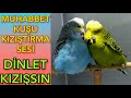 Budgie Chirping Sound Budgerigar Sound Budgerigar Mating Sound Bird Sound
