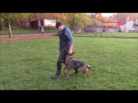 Jasper Garoma Silesia - heeling - 7 months old