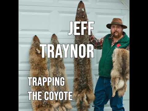 239 JEFF  TRAYNOR - Trapping the Coyote