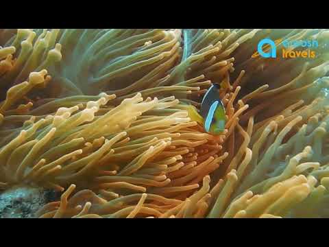 underwater living organisms