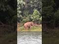 കുട്ടിശ്ശങ്കരൻ ദാണ്ടെ വീണ്ടും എത്തി 