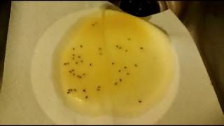 Kill Gnats WITHOUT apple cider vinegar