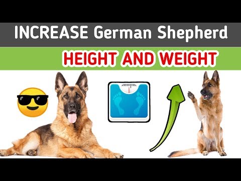 download lagu mp3 mp4 German Shepherd Size And Weight, download lagu German Shepherd Size And Weight gratis, unduh video klip German Shepherd Size And Weight