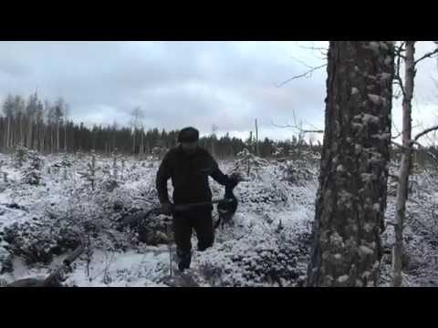 Korpi Makasiini traileri2015