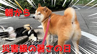 【京の柴犬】猛暑を乗り切れ！みんなで早朝散歩へGO！　太郎の犬モノガタリ第471話