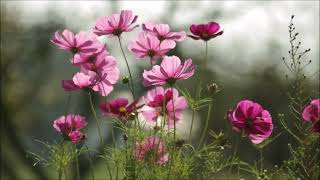 Enya - Na Laetha Geal M&#39;Oige