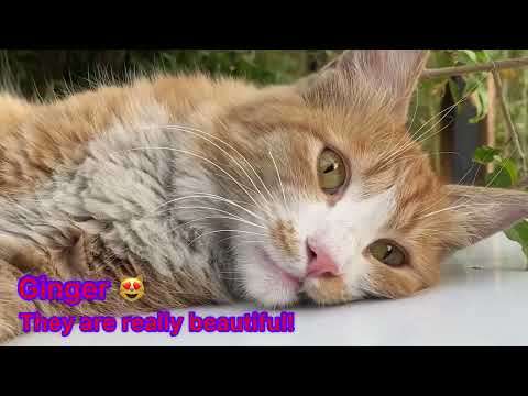 Stray cats of Iran😻