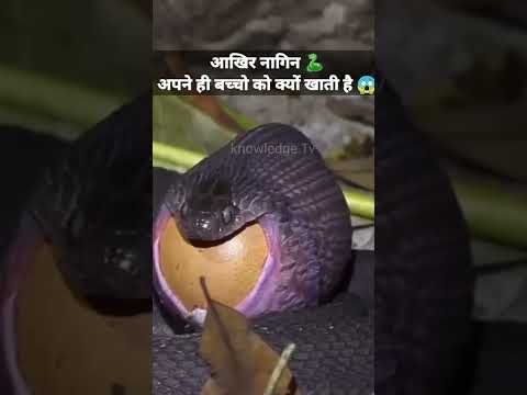 नागिन अपने बच्चे को क्यों खाती हैं 🐍😱