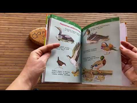 Энциклопедия для детского сада «животные России»