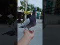 NETOY recall Training😁 #borga #pigeon #fancier #bird #kalapati #birds #pinoyfancier #birdspecies