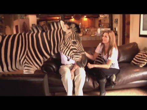 A woman has a zebra as a pet in her house.