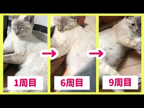 猫の妊娠