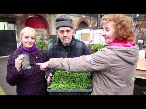 Tale of the Shamrock: Dublin's own Shamrock Experts teach us about our favorite Irish plant on this