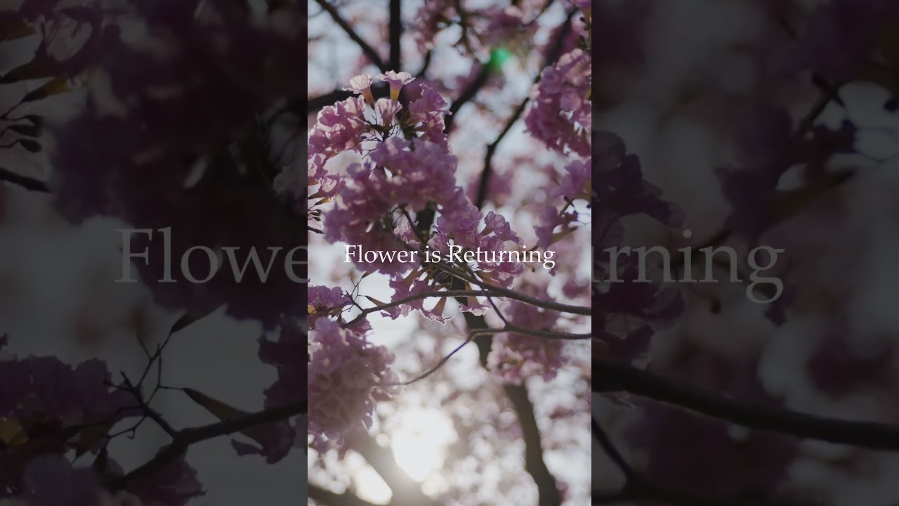 Tsunenori - Flower is Flower is Returning (Teaser) #pianoinstrumental #sakura #spring