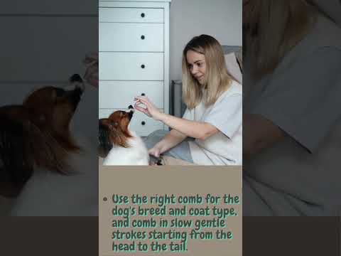 3 Expert Tips To Comb Your furry friend