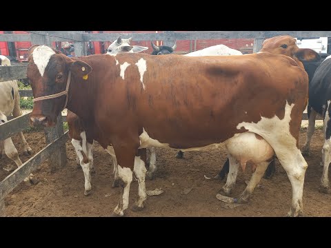 Feira de vaca de leite em Dois Riachos Alagoas 29/07/26#nordeste 
