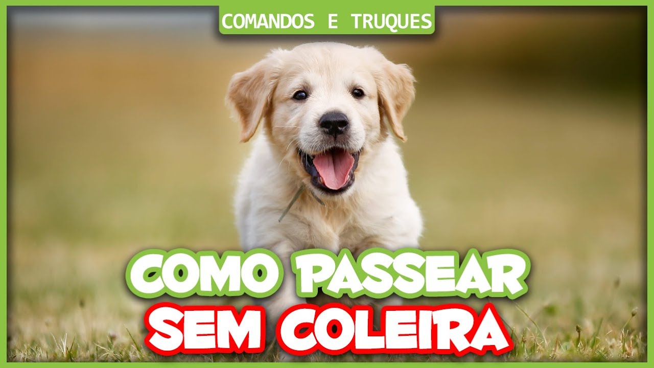 Como passear SEM COLEIRA