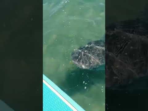 Check Out This Shark Attack A Paddleboarder