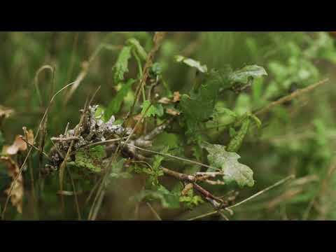 4. How to: Habitat management guide to lichen