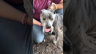 Video preview image #1 Mutt Puppy For Sale in Pasadena, CA, USA