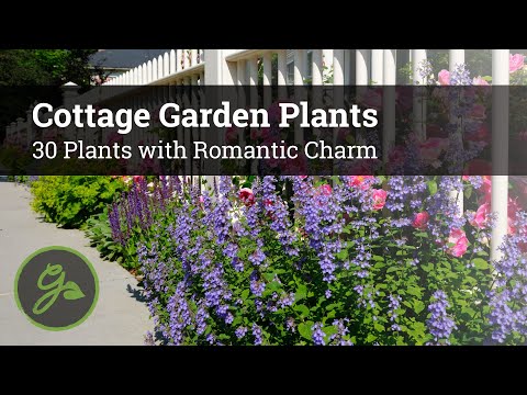 Cottage Garden Plants - 30 Plants with Romantic Charm