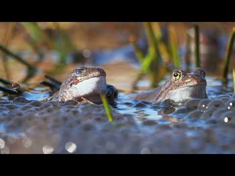 Sammakoiden kutukausi 2024 – Frog spawning season 2024