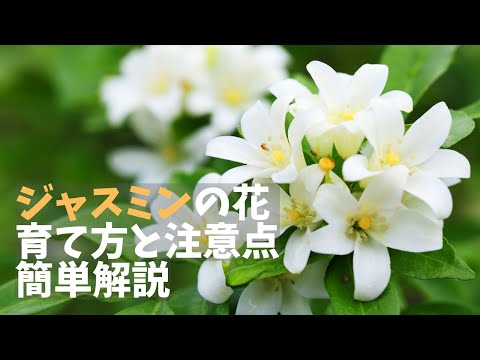 スタージャスミンの水やり