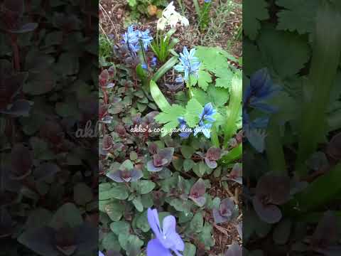 太陽の地被植物 - 写真と実用的なアドバイス付きの開花多年草トップ 14  庭園