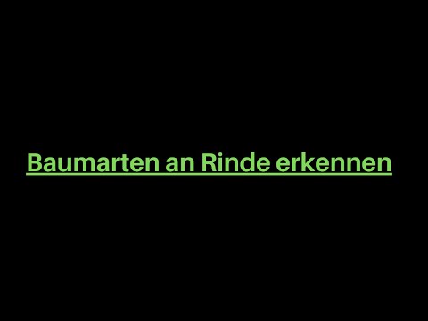 Baumarten an Rinde erkennen