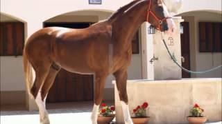 )( Vicente Fernandez El Bandido )(