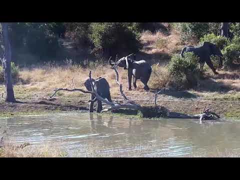 Djuma: Elephants and Hippos - 14:24 - 06/15/21