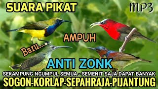 Download lagu SUARA PIKAT BURCIL | KOLIBRI SOGON, KORLAP, SEPAHRAJA, PIJANTUNG 🕊️ 100% AMPUH mp3