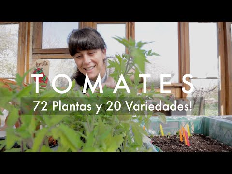 , title : '🍅😱 Como transplantar tus #Tomates | 72 Plantas de Tomate de 20 variedades distintas 🍅💚'