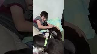 Video preview image #1 Chihuahua-Labrador Retriever Mix Puppy For Sale in Fallbrook, CA, USA