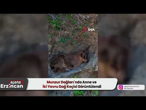 Munzur Dağları'nda Anne ve İki Yavru Dağ Keçisi Görüntülendi
