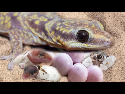 image-Why do reptiles lay their eggs?