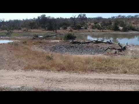 Djuma Private Game Reserve Live Stream