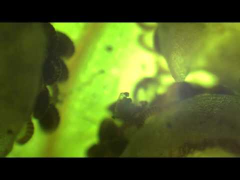 Fern sporangia exploding