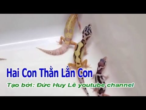 Hai Con Thằn Lằn Con Karaoke Beat Chuẩn - Karaoke cho thiếu nhi