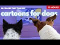 Bluey Animated Cartoon For Dogs Colors They Can See 10 Hours Of Fun And Relax For Dogs