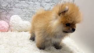 ポメラニアンの動画01