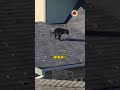 Dog Poops #shorts