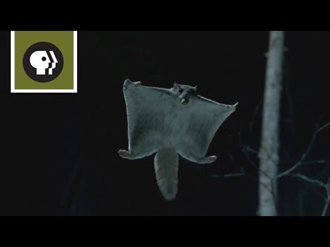 image-Can a flying squirrel actually fly?