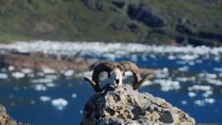 A Brit and a Broad in Greenland