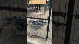 #おもしろ動画 #鳩 #ハト #pigeon #birds #鳥 #動物動画 #癒し動画 #FunnyAnimals #CuteAnimals