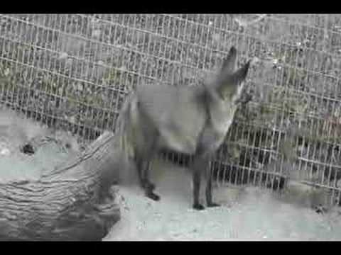 African Bat-Eared Fox -- Otocyon Megalotis, Living Desert