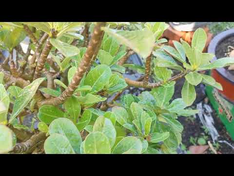 đã bán 💝5/3 Sứ lucky gold thân nâu đẹp xinh siêu to mã9 hl 0914.408.467