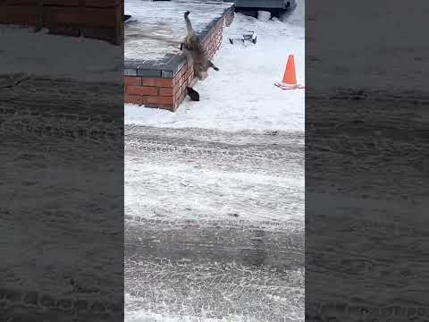 cute cat | #youtubeshorts #shortvideo #cute #cat